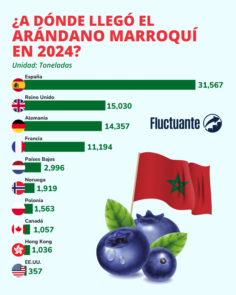 exportación-de-arándano-Marroquí-2024