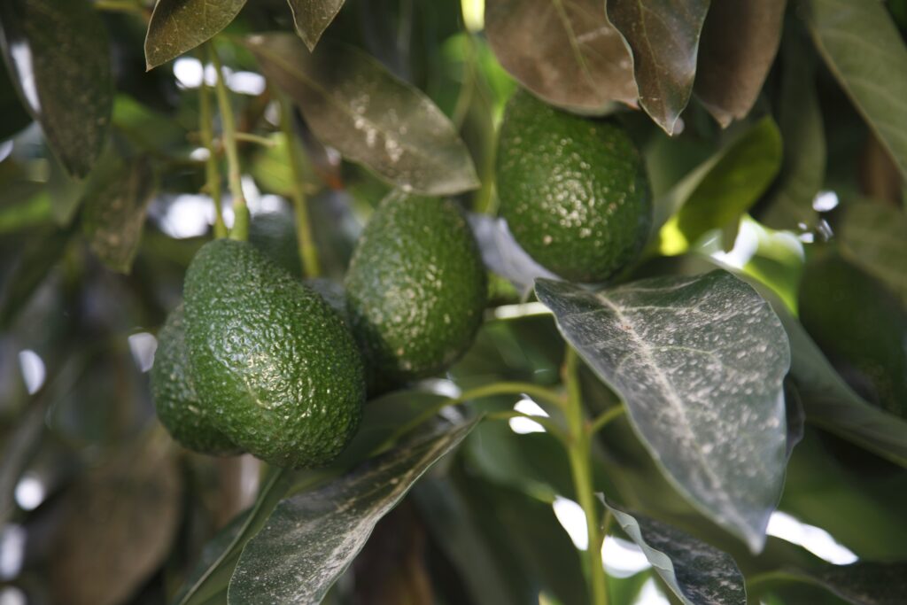exportación-palta-hass-nueva-proyección