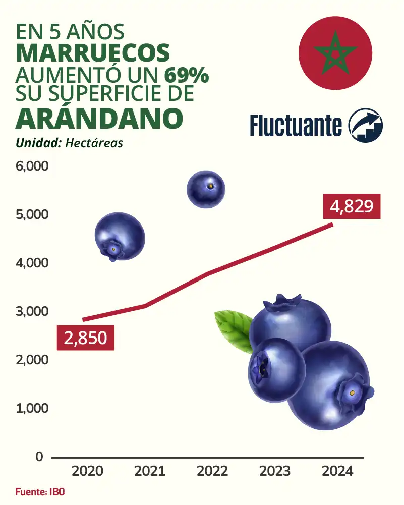 Arándanos-marroquíes-aumentó-su-superficie