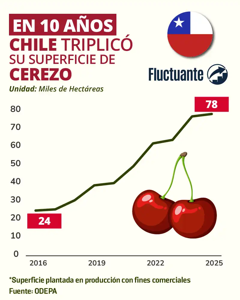 En-10-años-Chile-triplicó-superficie-Cerezo